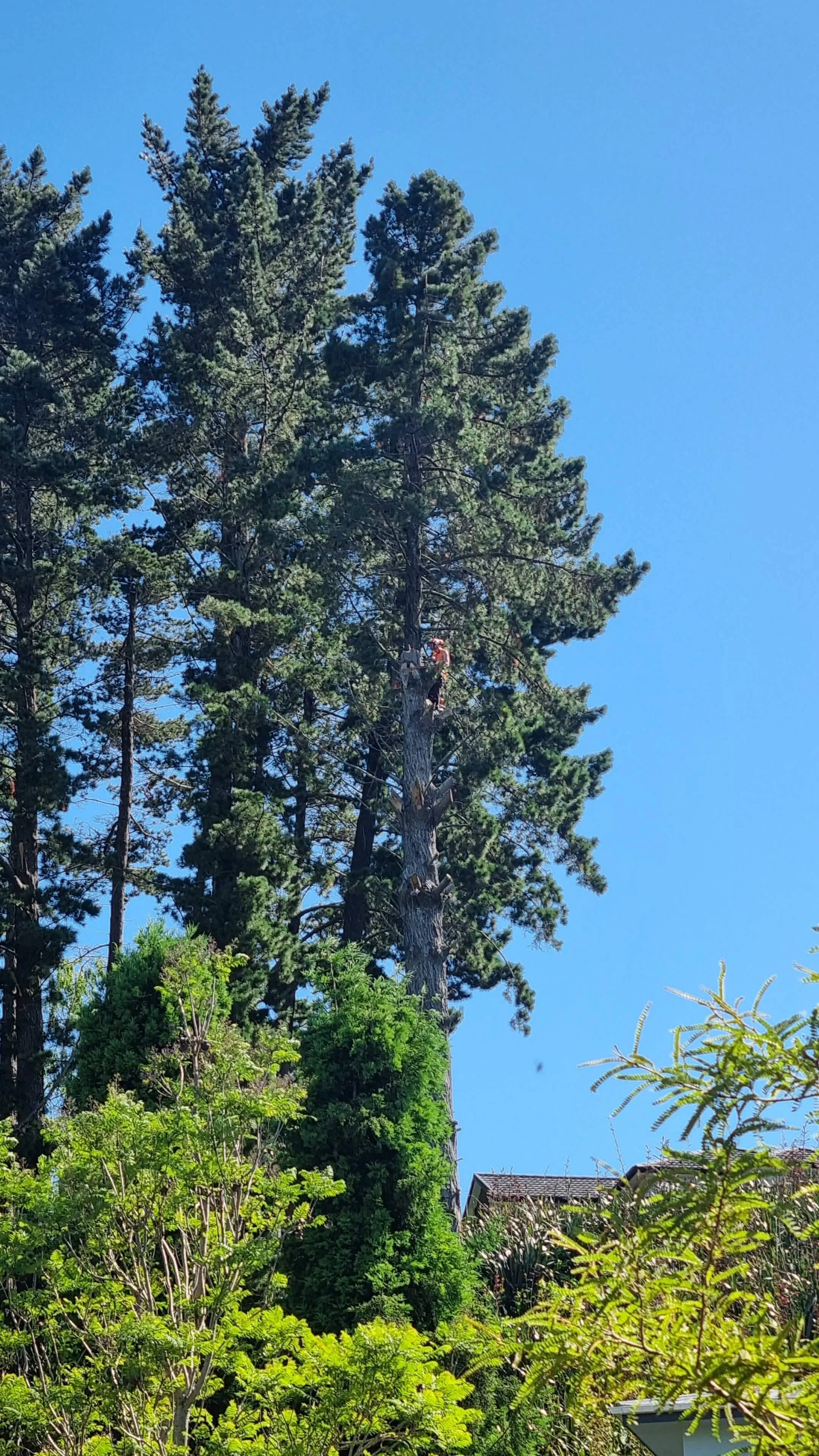 Arborist climbing tall pine tree for removal Bay of Plenty