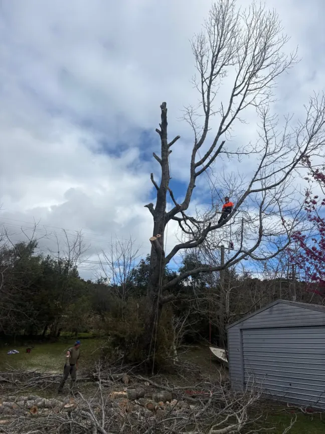Arborist pruning tall tree Katikati Bay of Plenty