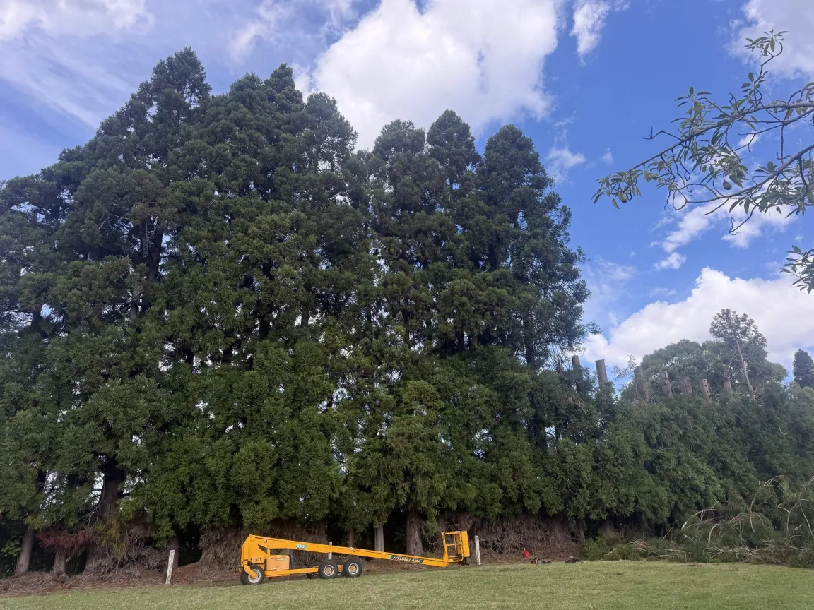 Large tree removal using elevated work platform Western Bay of Plenty