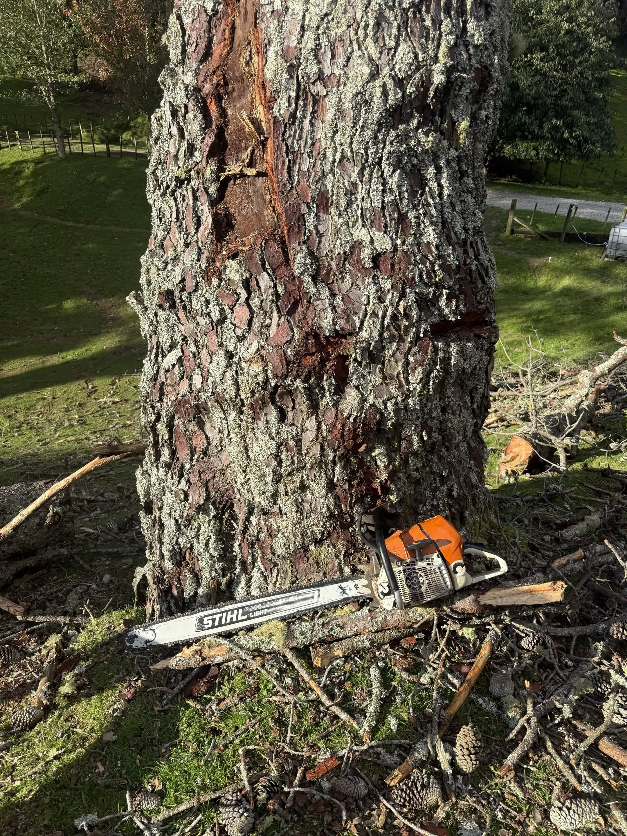 Professional chainsaw work at base of large tree removal job Bay of Plenty