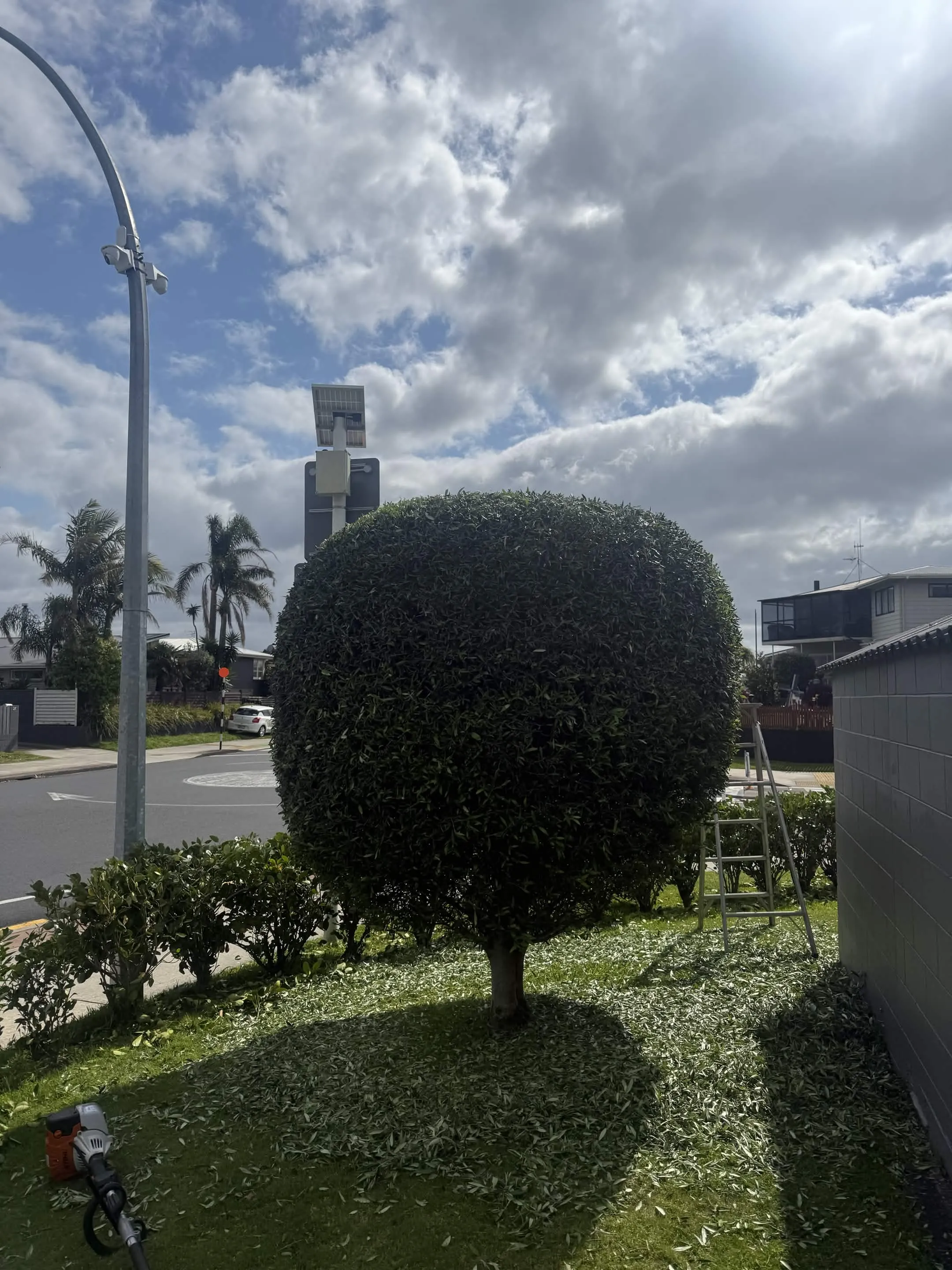 Round ball hedge shaping and trimming work Western Bay of Plenty
