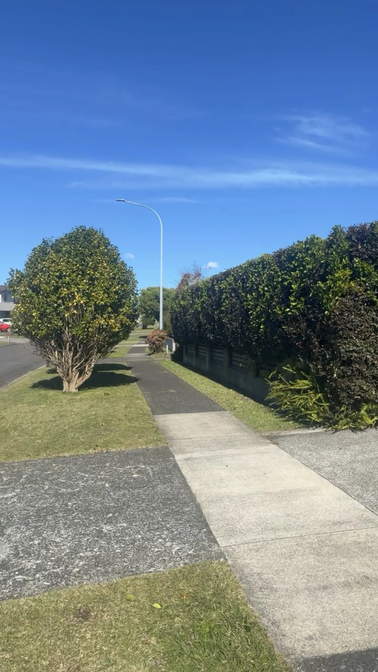 Wahitapu Contracting hedge trimming and shaping work Western Bay of Plenty