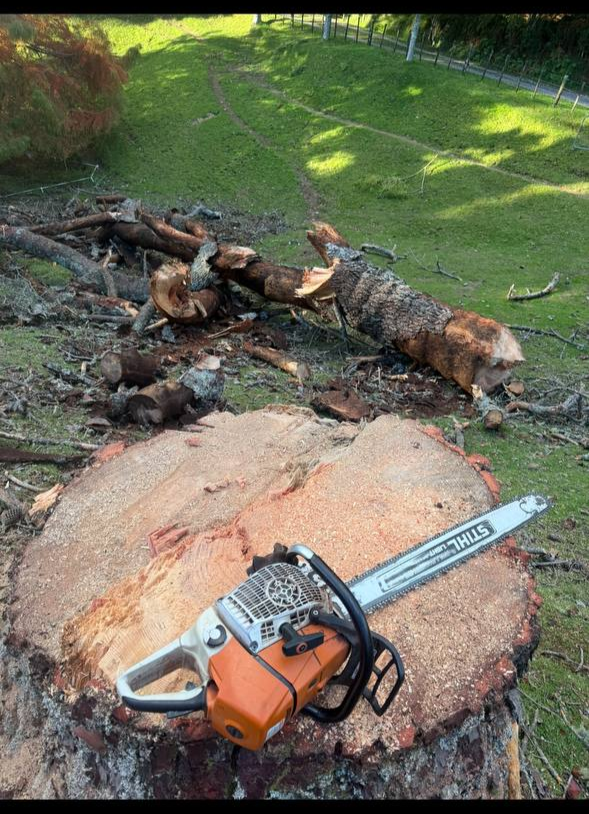 Chainsaw tree work Bay of Plenty