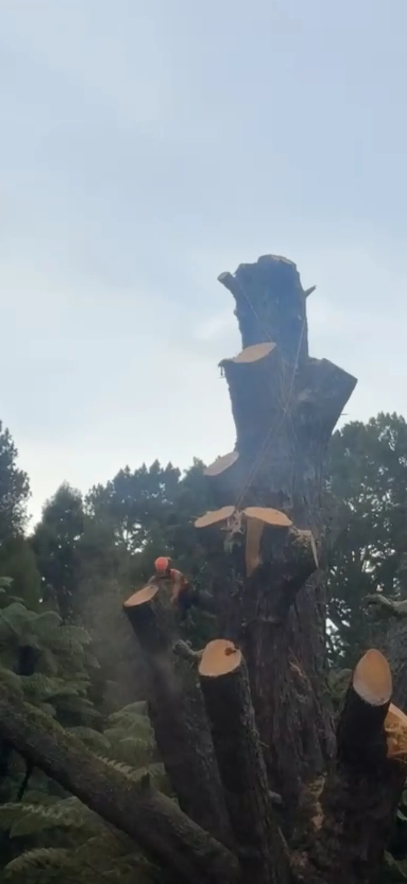 Large tree removal by Wahitapu Contracting arborist Bay of Plenty