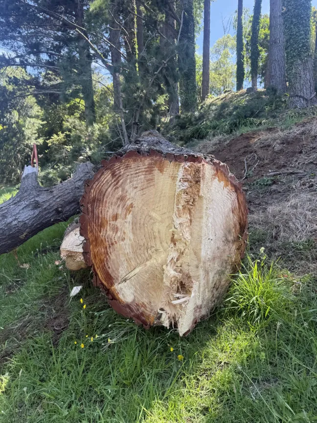 Felled tree cross-section after removal by Wahitapu Contracting Katikati