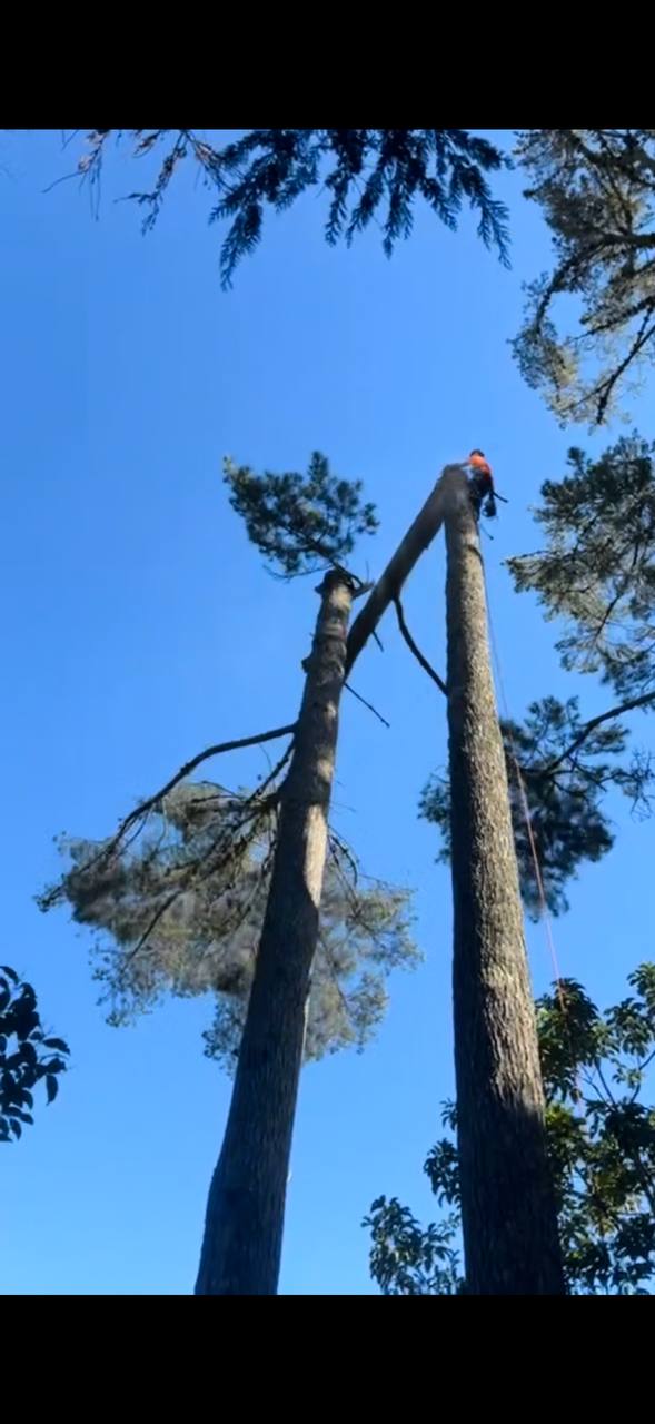Tree work Bay of Plenty