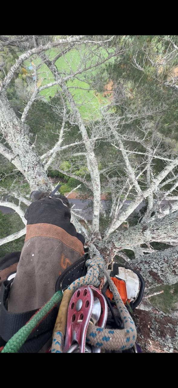 Tree removal Bay of Plenty