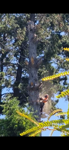 Tree cutting Bay of Plenty